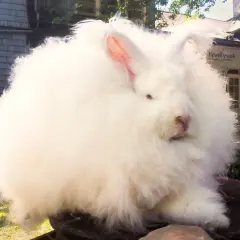 Conejo de **tejido angora** blanco, esponjoso y tierno, sentado al aire libre.