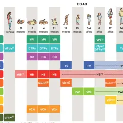 Calendario de vacunación infantil, mostrando la vacuna bebes y otras dosis para diferentes edades.