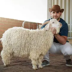 Hombre con sombrero de vaquero acaricia cabra de **mohair pica**. Su lana rizada y blanca contrasta con el ladrillo y el suelo de adoquines.