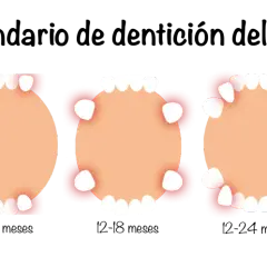 Calendario de dentición del bebé: muestra la aparición de dientes bebes en la mandíbula superior e inferior, desde los 6 meses hasta los 30 meses.