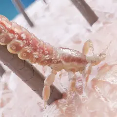 Un piojo se aferra a un cabello, mostrando su cuerpo segmentado y patas. Se aprecian detalles de su anatomía, sugiriendo la presencia de liendres.