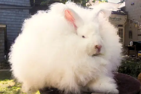Conejo de **tejido angora** blanco, esponjoso y tierno, sentado al aire libre.
