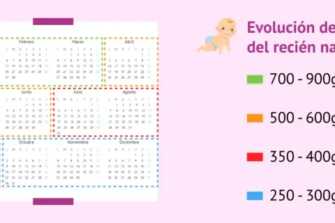 Calendario con evolución del peso del bebé: 700-900g al mes.