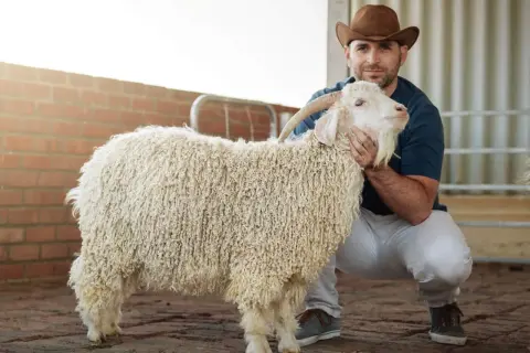 Hombre con sombrero de vaquero acaricia cabra de **mohair pica**. Su lana rizada y blanca contrasta con el ladrillo y el suelo de adoquines.