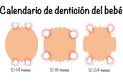 Calendario de dentición del bebé: muestra la aparición de dientes bebes en la mandíbula superior e inferior, desde los 6 meses hasta los 30 meses.