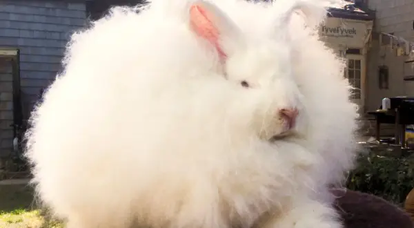 Conejo de **tejido angora** blanco, esponjoso y tierno, sentado al aire libre.