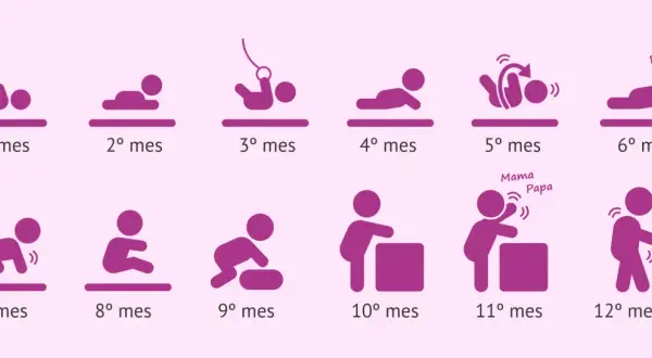 Ilustración muestra el desarrollo de un bebé mes a mes, desde el primer mes hasta el año. Se considera bebé hasta que edad se considera bebe, hasta los 12 meses.