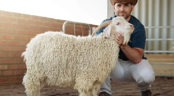 Hombre con sombrero de vaquero acaricia cabra de **mohair pica**. Su lana rizada y blanca contrasta con el ladrillo y el suelo de adoquines.
