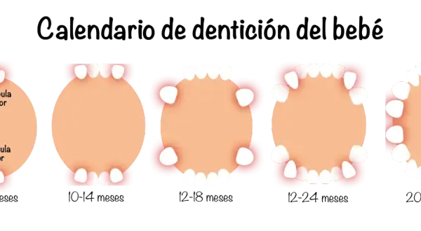 Calendario de dentición del bebé: muestra la aparición de dientes bebes en la mandíbula superior e inferior, desde los 6 meses hasta los 30 meses.