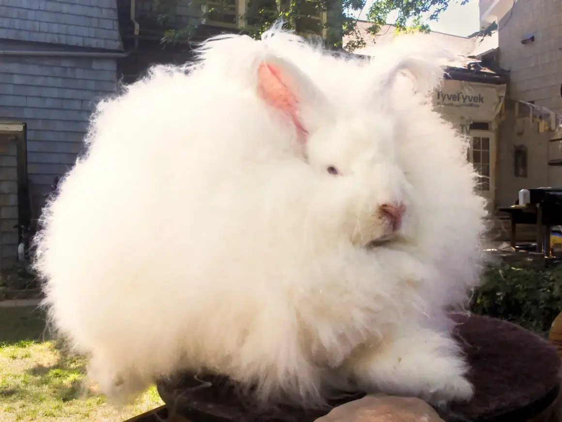 Conejo de **tejido angora** blanco, esponjoso y tierno, sentado al aire libre.