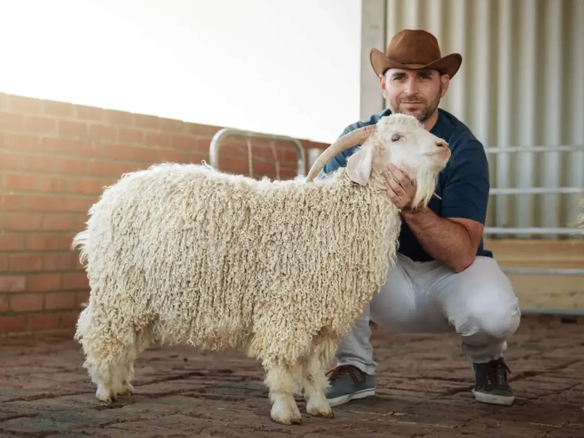 Hombre con sombrero de vaquero acaricia cabra de **mohair pica**. Su lana rizada y blanca contrasta con el ladrillo y el suelo de adoquines.