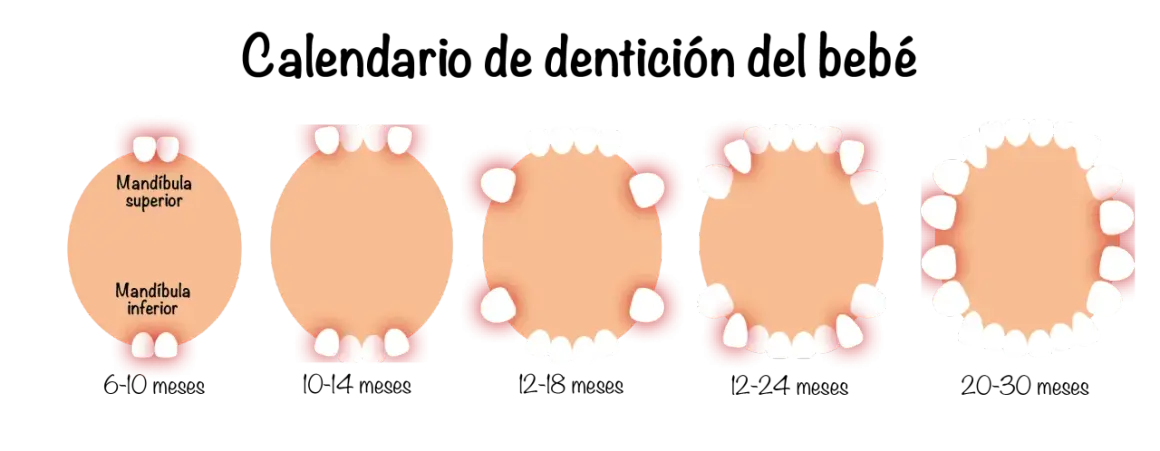 Calendario de dentición del bebé: muestra la aparición de dientes bebes en la mandíbula superior e inferior, desde los 6 meses hasta los 30 meses.