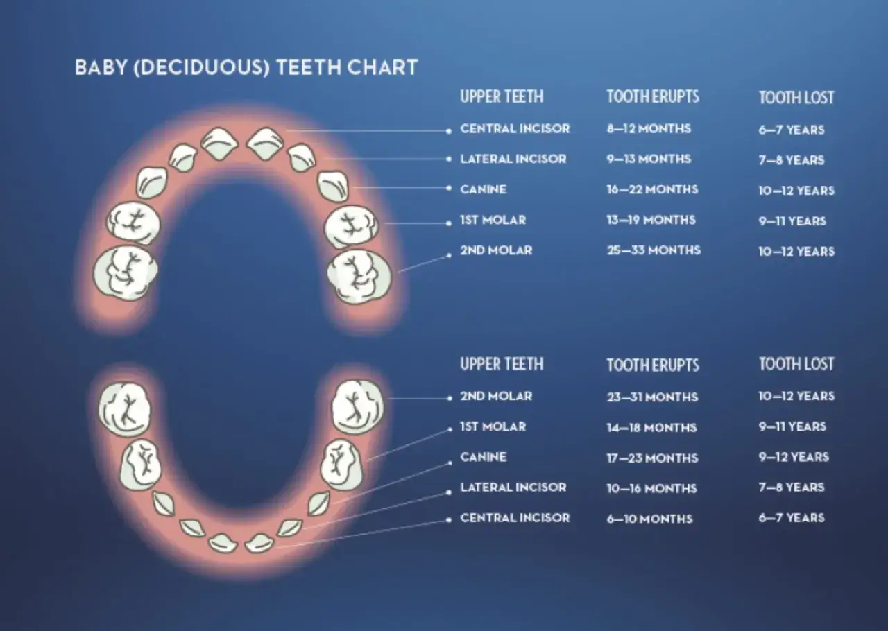 Gr&aacute;fico de dientes de beb&eacute;. Muestra cu&aacute;ndo empiezan a salir los dientes y cu&aacute;ndo se pierden, desde los incisivos hasta los molares.
