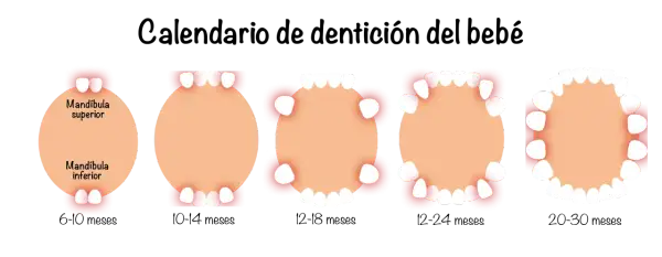 Calendario de dentición del bebé: muestra la aparición de dientes bebes en la mandíbula superior e inferior, desde los 6 meses hasta los 30 meses.
